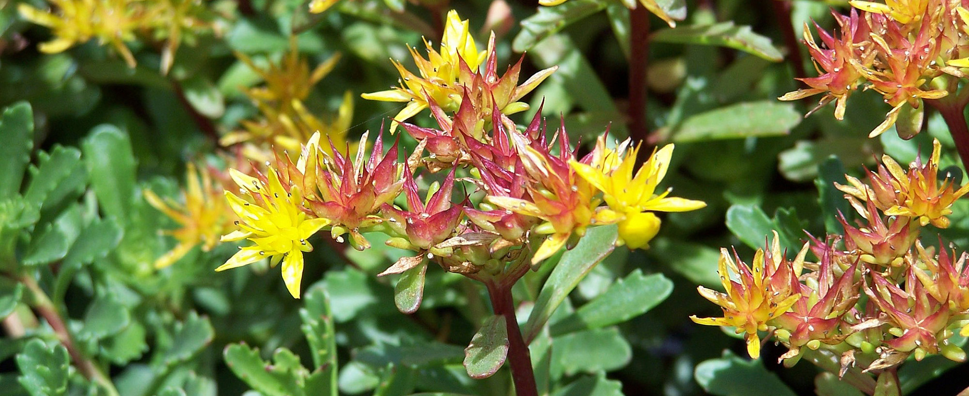 008--Sedum_floriferum_Weihenstephaner_Gold.jpg