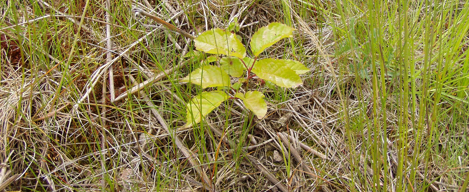 004--P6030051.jpg