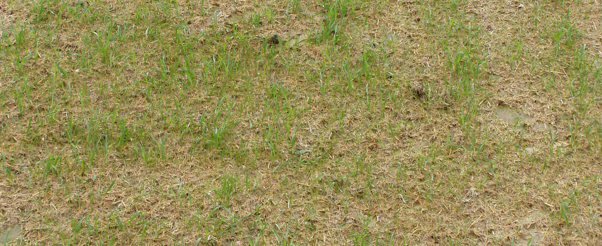 002--Mulchsaat-2.jpg