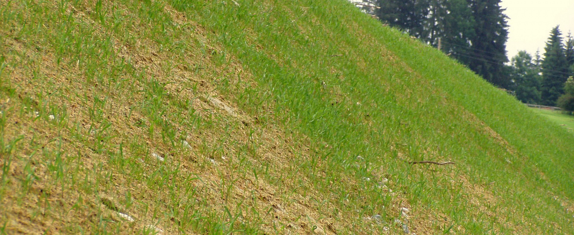 003--Mulchsaat-3.jpg