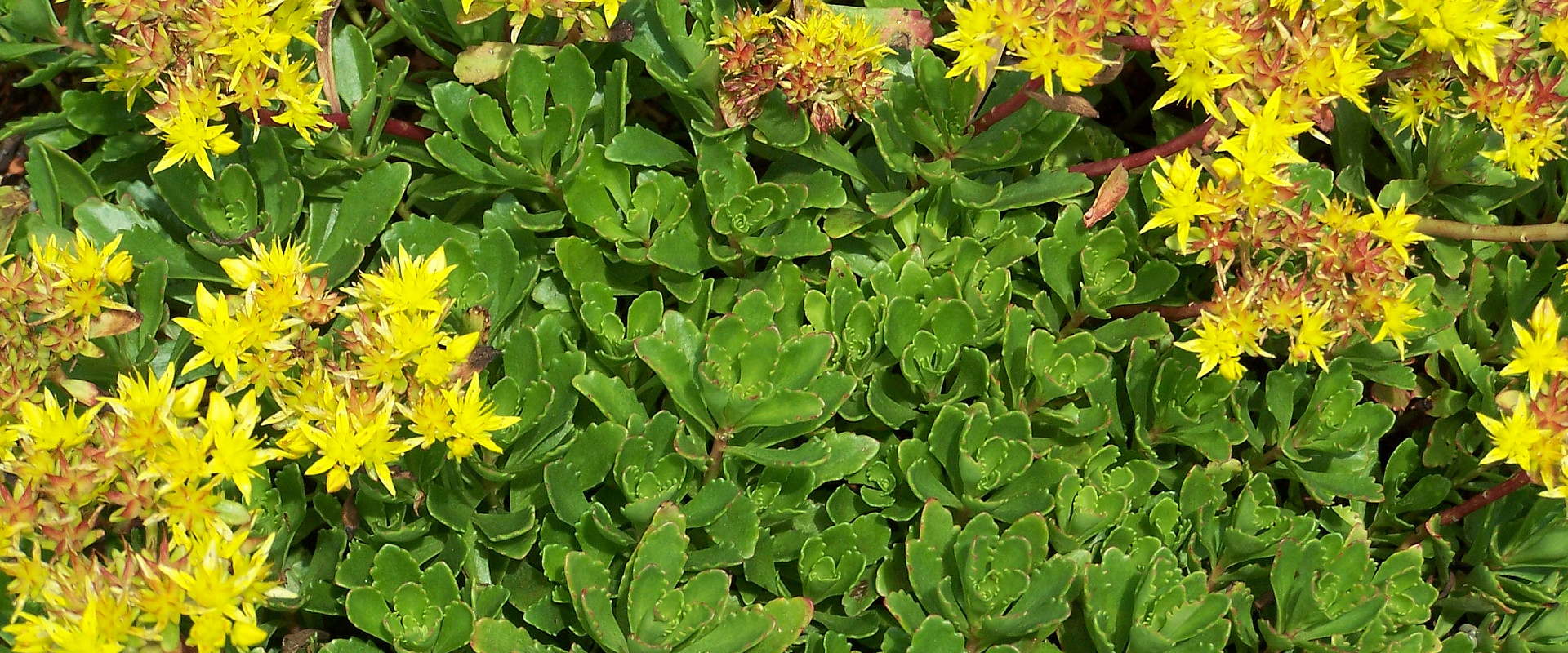 Sedum_hybridum_Immergrünchen.JPG