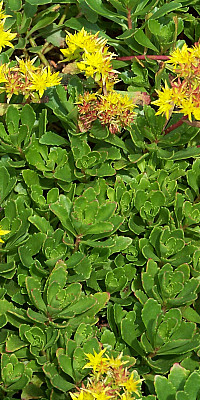 Sedum hybridum Immergrünchen