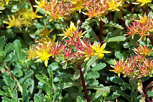 Sedum floriferum Weihenstephaner Gold