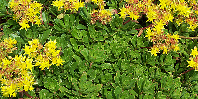 Sedum hybridum Immergrünchen